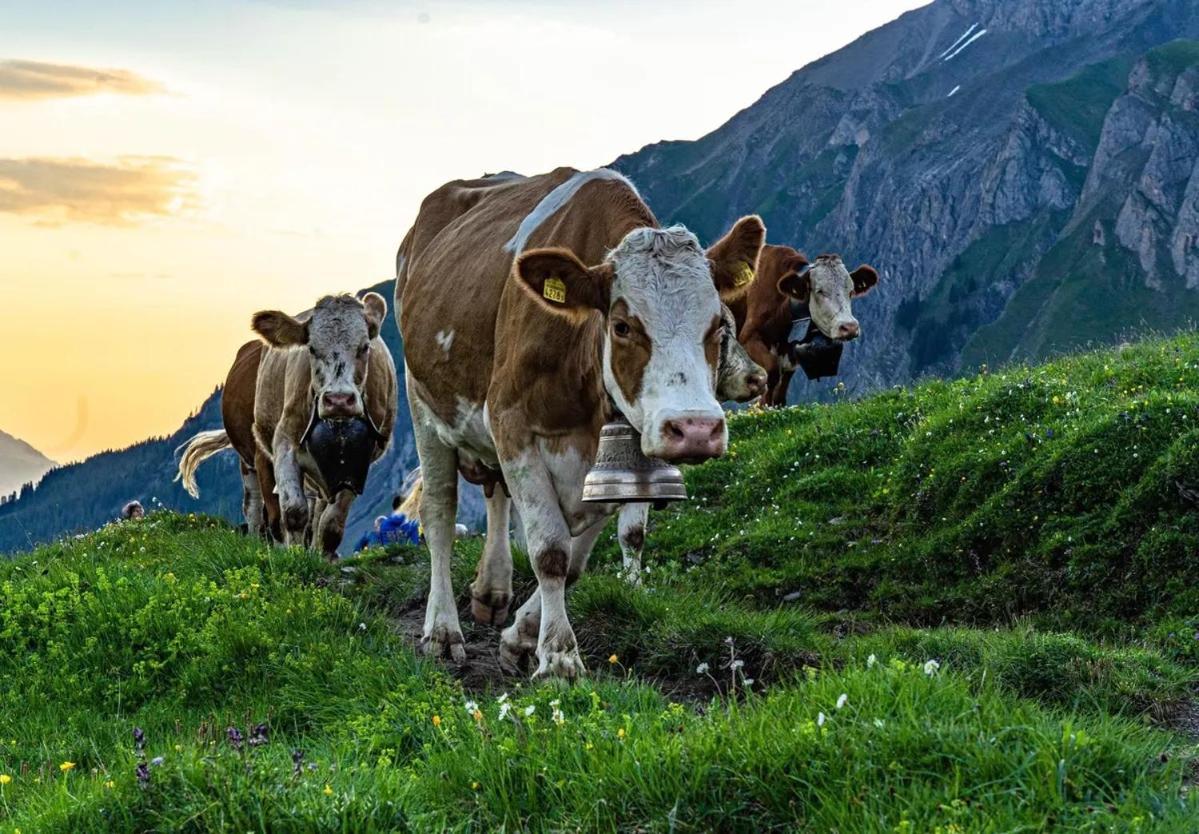 Edelweiss 4 Zi Ferienwohnung In Landhaus Frutigen Luaran gambar